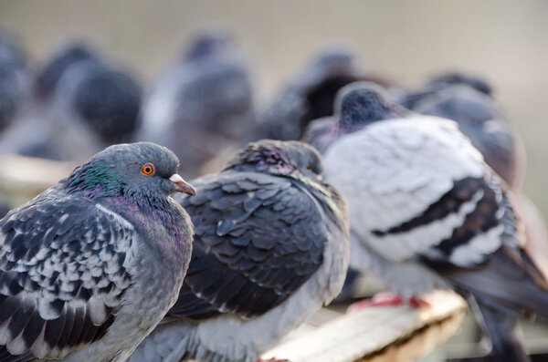 Pigeons on the railing