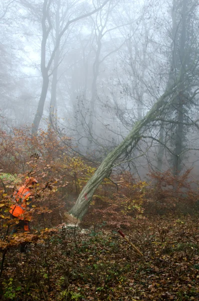 Ο ξυλοκόπος και το δάσος — Φωτογραφία Αρχείου