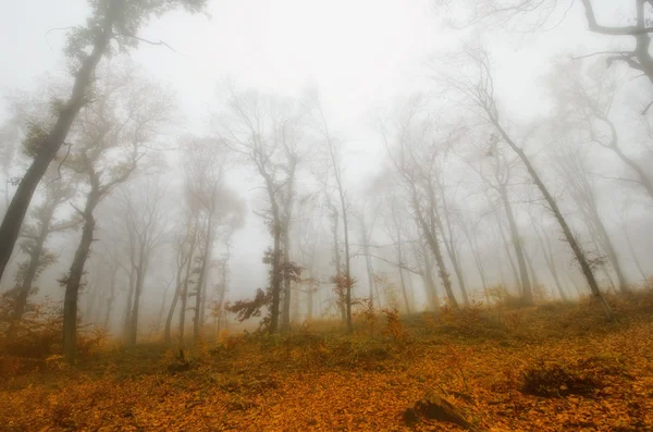 Mlha v podzimním lese — Stock fotografie