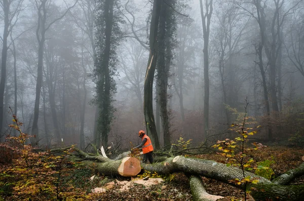 Ο ξυλοκόπος και το δάσος — Φωτογραφία Αρχείου