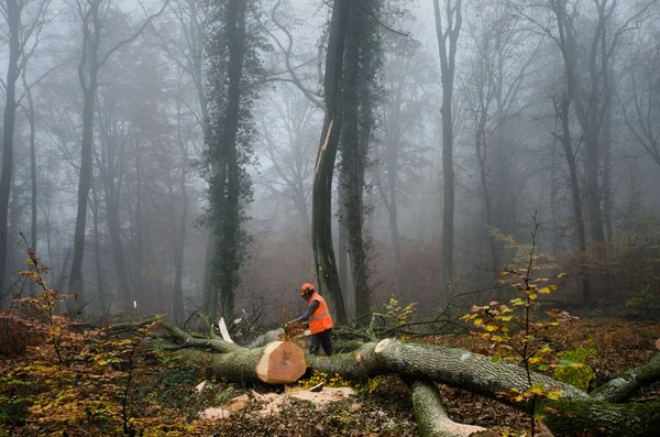 The lumberjack and the forest — Stock Photo, Image