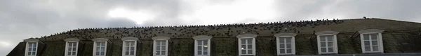 Dach gołąb — Zdjęcie stockowe