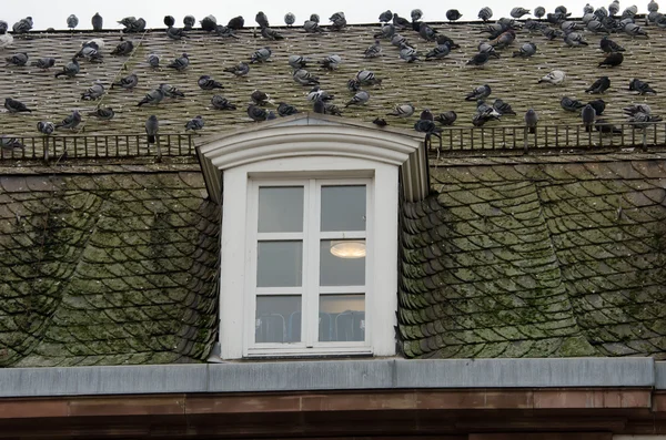 屋顶与鸽子 — 图库照片