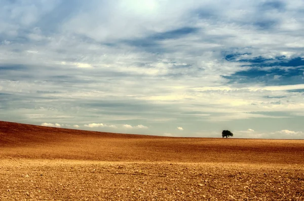 Felder und der Baum — Stockfoto