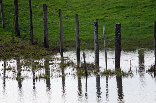 Наводнение и зеленая трава — стоковое фото