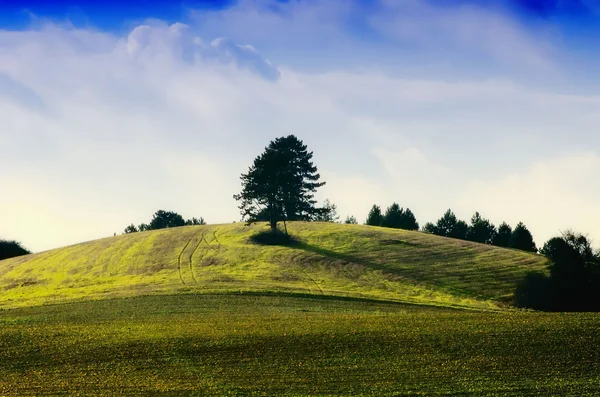 Groene boom en veld — Stockfoto