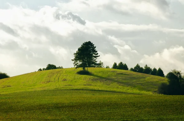 Albero verde e campo — Foto Stock