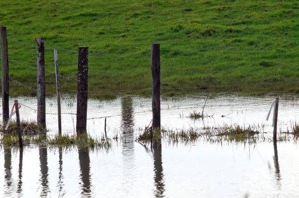 Flood e grama verde — Fotografia de Stock