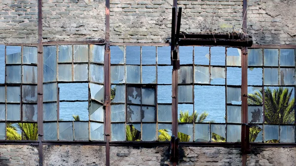 Windows and palm trees — Stock Photo, Image