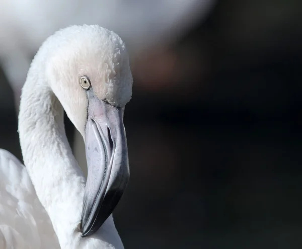 Der Flamingo — Stockfoto