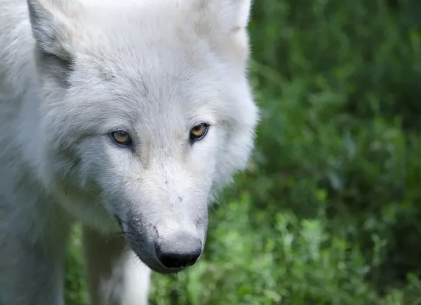 白いオオカミ — ストック写真