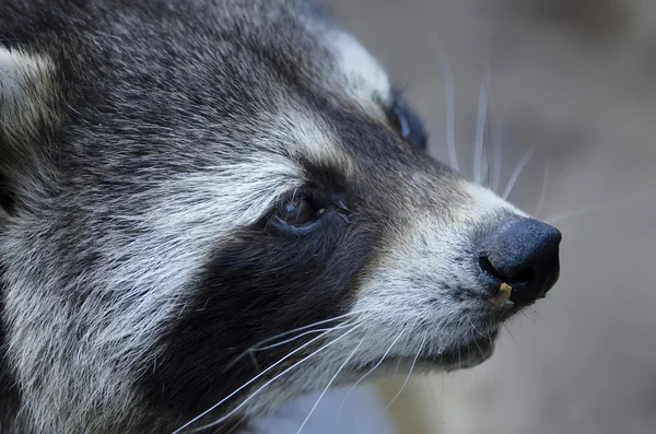 The raccoon — Stock Photo, Image