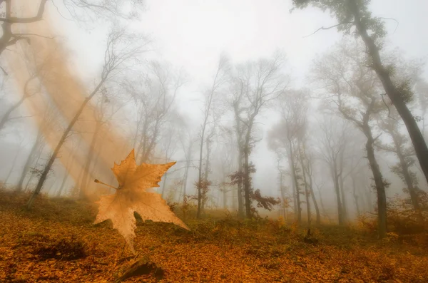 Névoa na floresta de outono — Fotografia de Stock