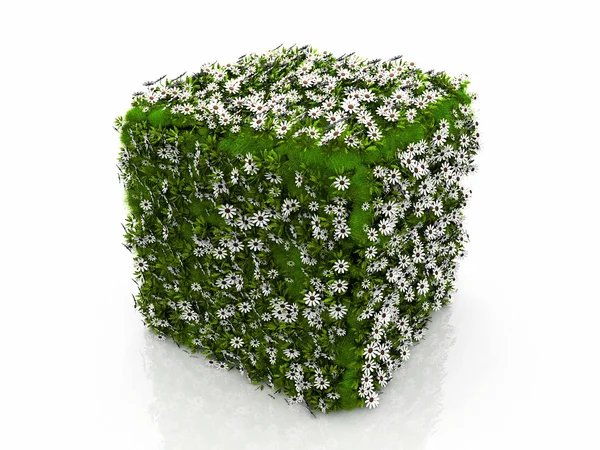 A cube with grass and flowers — Stock Photo, Image