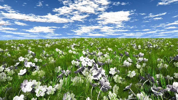 Grass and flowers on a field — Stock Photo, Image