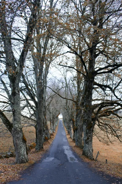 De weg — Stockfoto