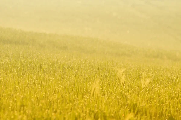 Tarweveld bij dageraad — Stockfoto