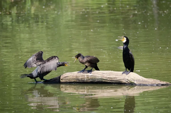 Peck in cormorants — Stock Photo, Image