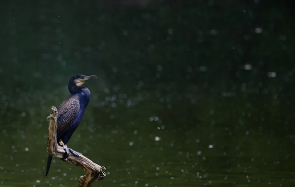 El cormorán —  Fotos de Stock