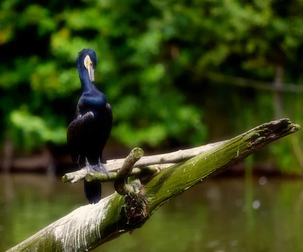 Il cormorano — Foto Stock