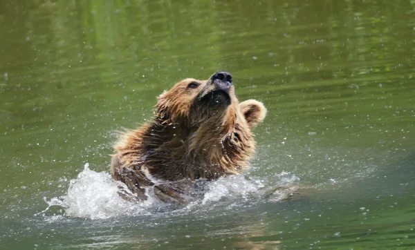 Brown bear — Stock Photo, Image