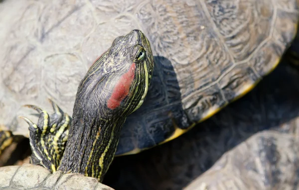 A tartaruga da Flórida — Fotografia de Stock