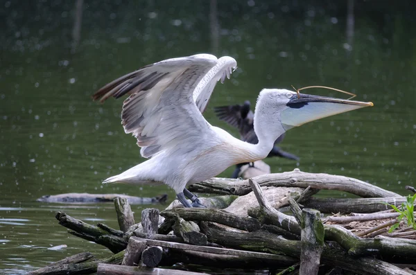 The pelican — Stock Photo, Image