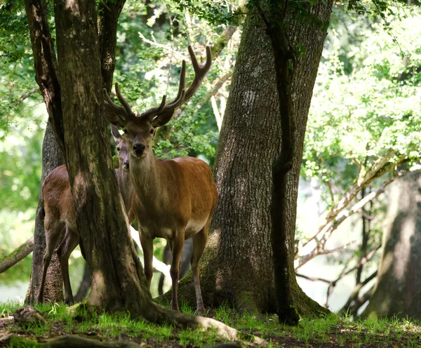 The deer in the forest — Stock Photo, Image