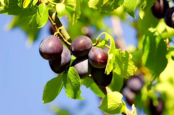 De pruimen op pruimenboom — Stockfoto