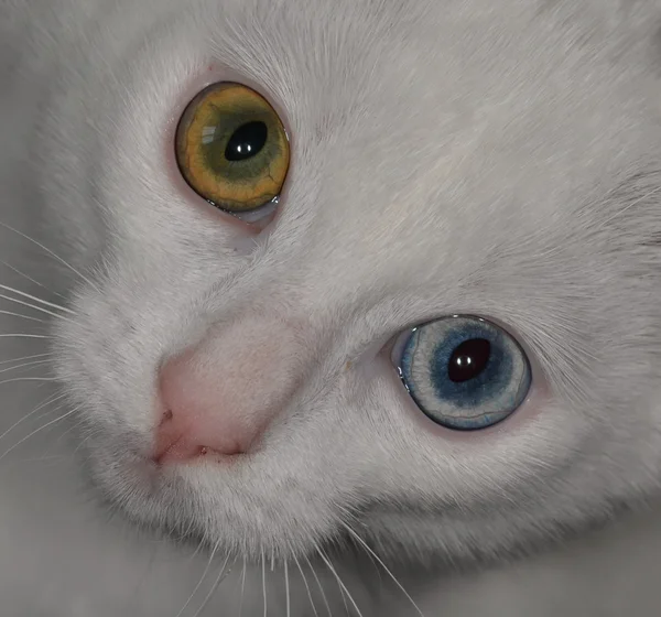 Η wall-eyed γάτα — Φωτογραφία Αρχείου