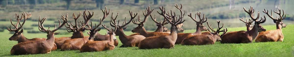 鹿の群れ — ストック写真