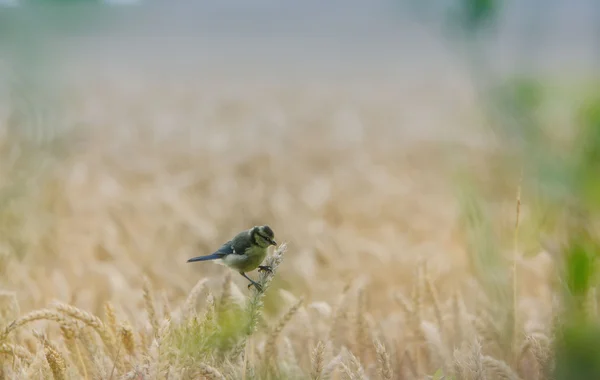 The tit and the wheat — Stock Photo, Image