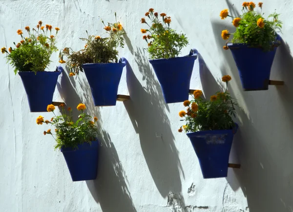 Стены цветы в Кордове — стоковое фото