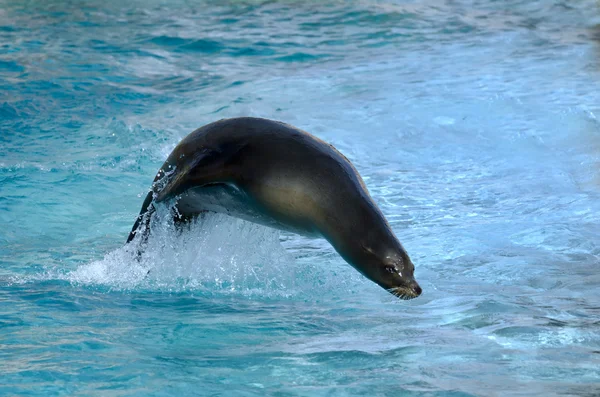 Der Seelöwe — Stockfoto