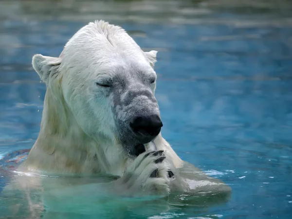 Niedźwiedź polarny i ryb — Zdjęcie stockowe