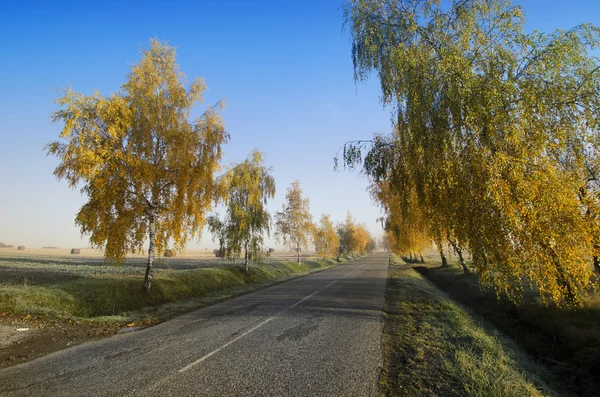 De weg en de herfst berk — Stockfoto