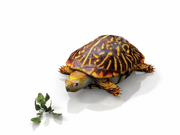 turtle and salad on white background