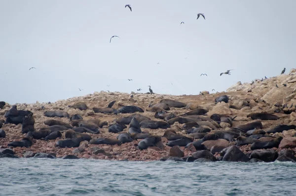 Sea lion on ballestas islands — Stock Photo, Image
