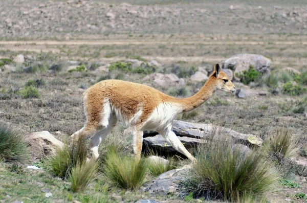 Vicunja — Stockfoto