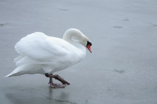 Swan on ice — Stock Photo, Image