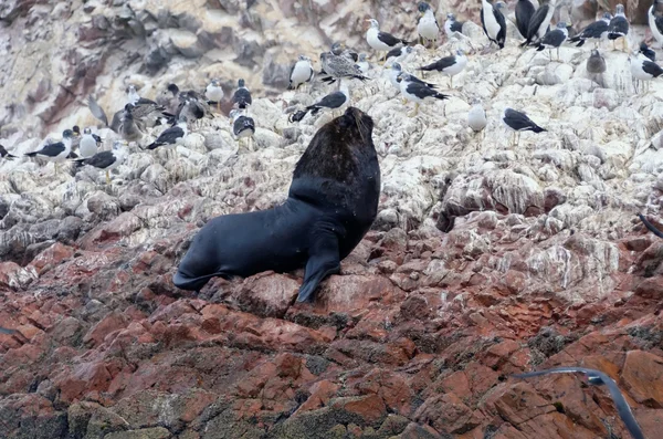 León marino en islas ballestas —  Fotos de Stock