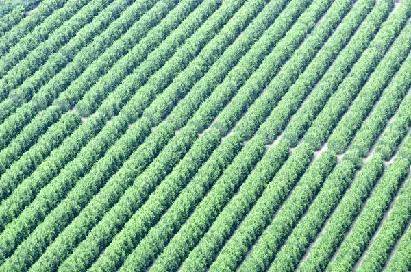 Fruit trees seen from the sky — Stock Photo, Image