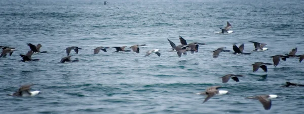 Vuelo de aves en islas ballestas — Foto de Stock