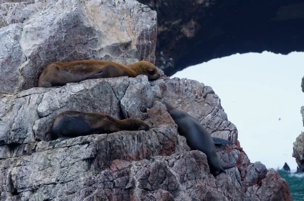 Zeeleeuw op ballestas-eilanden — Stockfoto