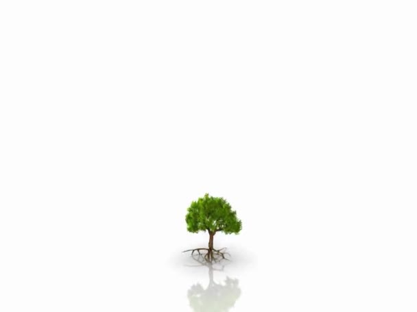 Albero verde — Video Stock