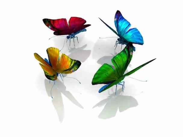 Schmetterlinge — Stockvideo