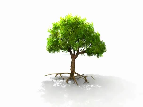 Arbre vert 