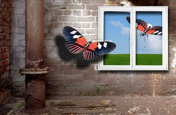 Butterflies and window — Stock Photo, Image