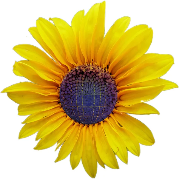Zonnebloem en zonnecel — Stockfoto