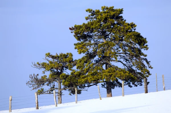 눈 덮인 소나무 — 스톡 사진